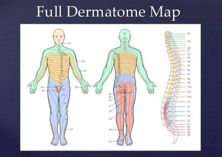 Dermatomes and Myotomes